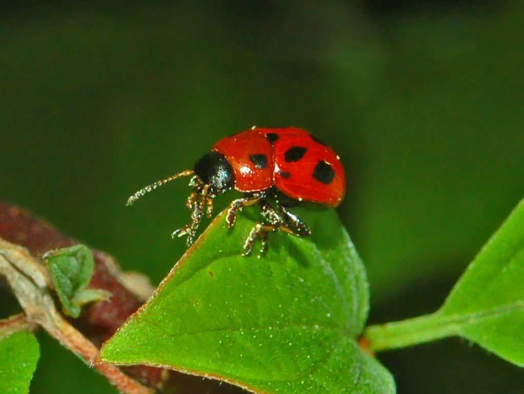 Gonioctena fornicata dal basso Piemonte a Garda